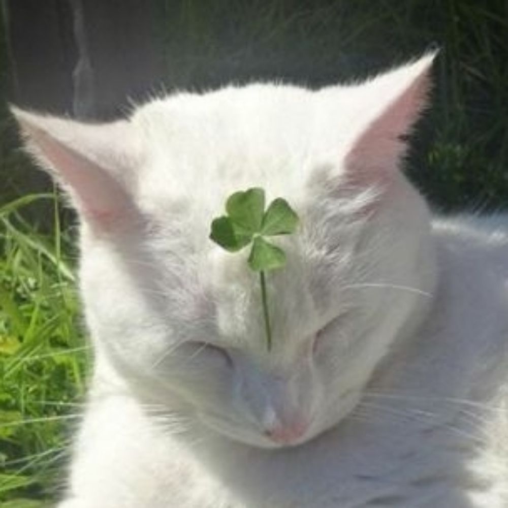 🍀qrevo