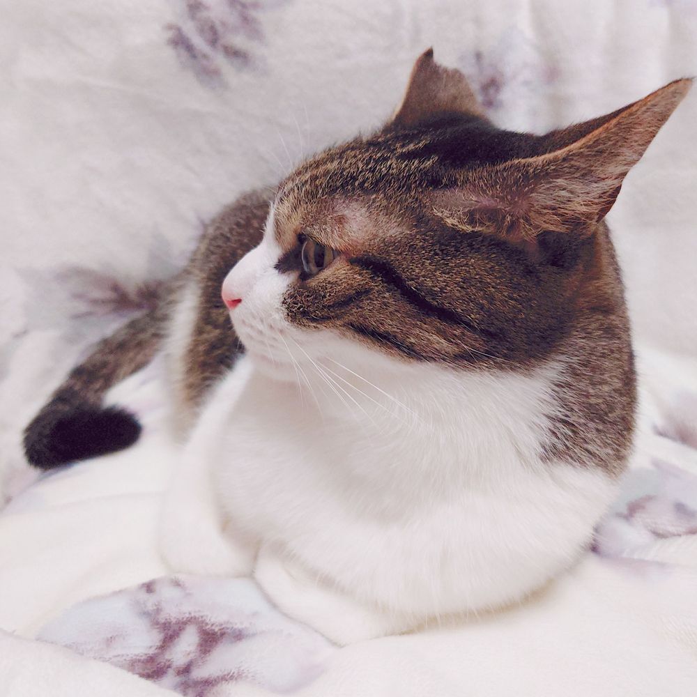 槻