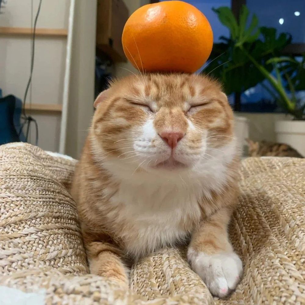 sqpce
