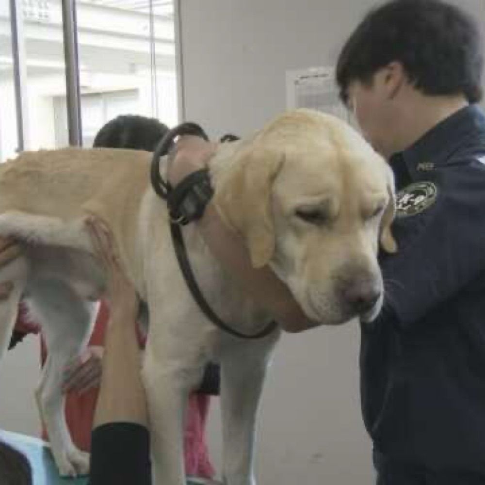 紫陽花