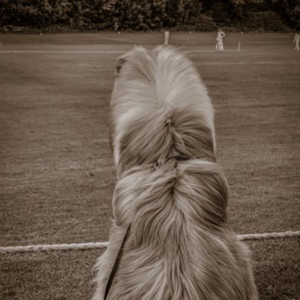 OldManAndCollie