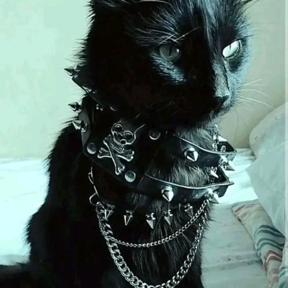 Black Cat 