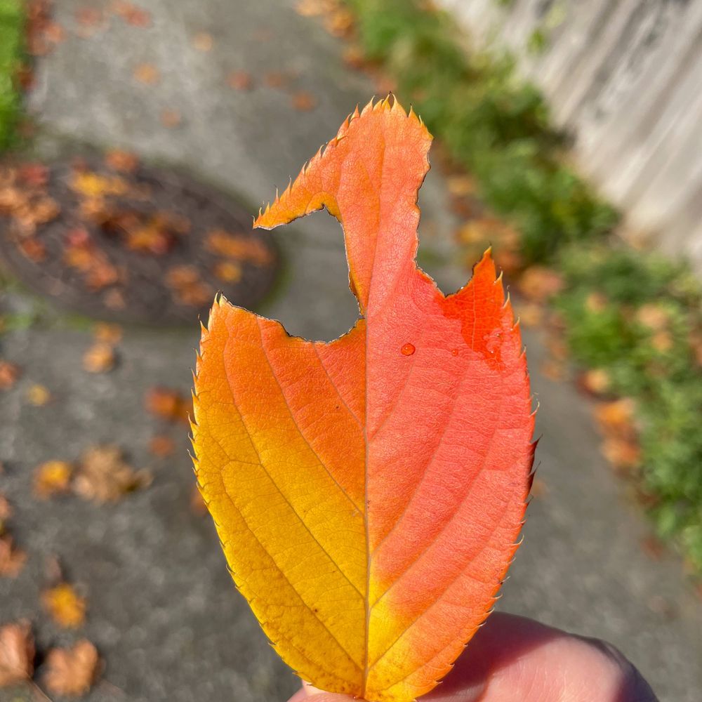 leaflover
