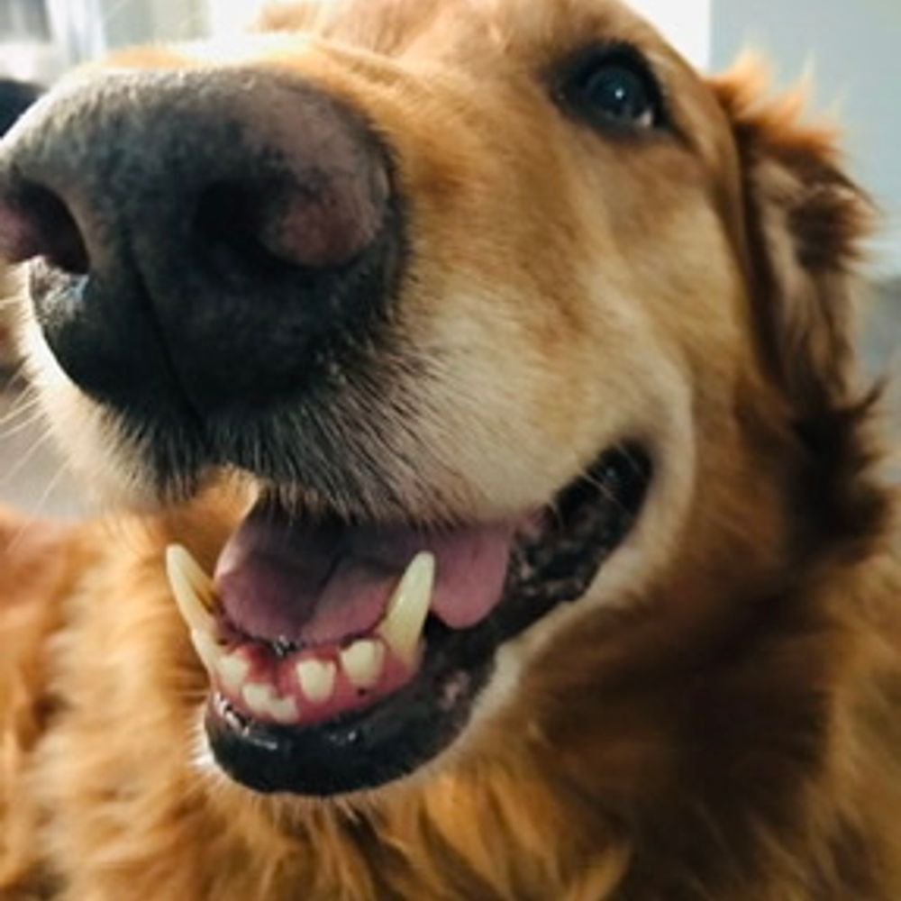 Golden Retrievers