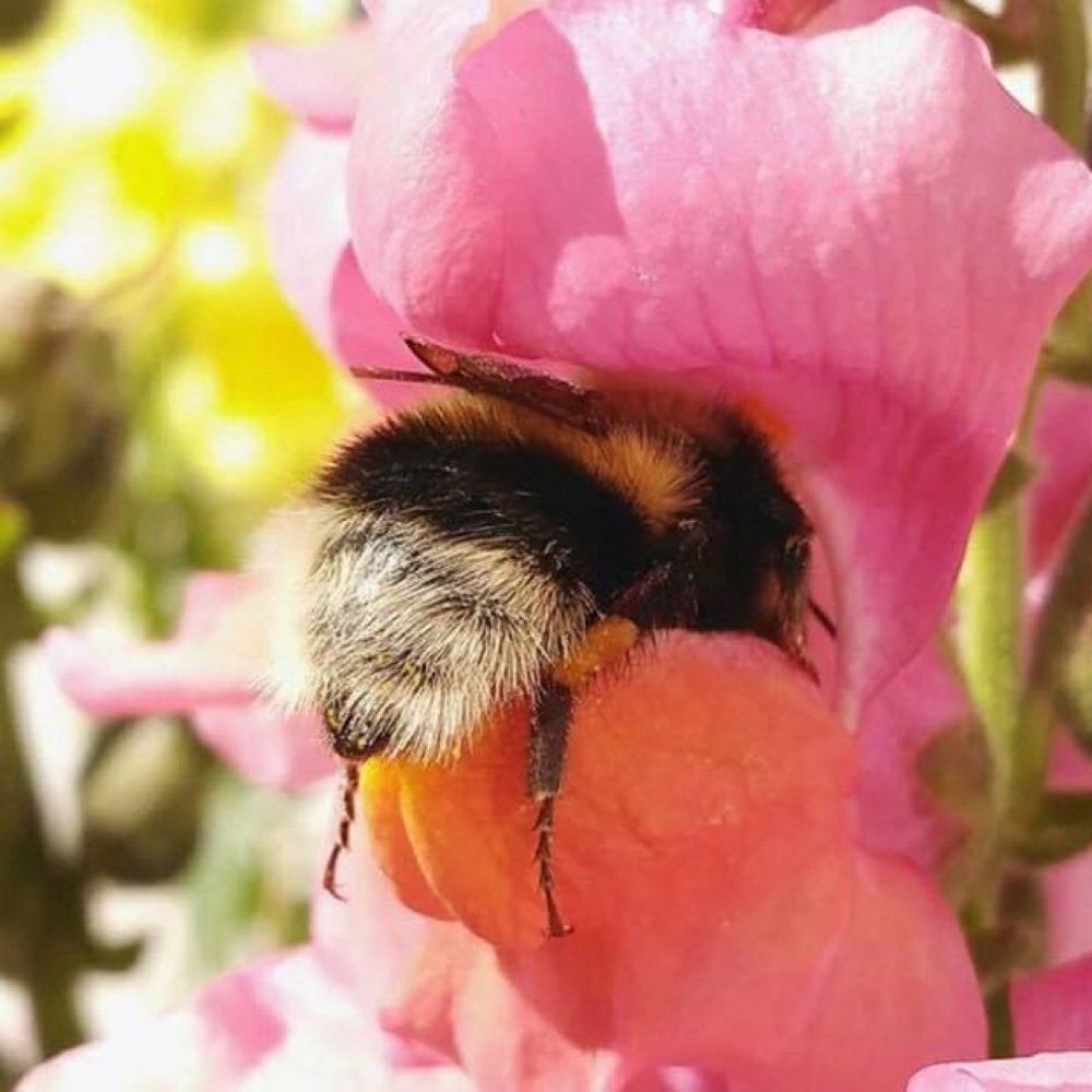 Bee🐝