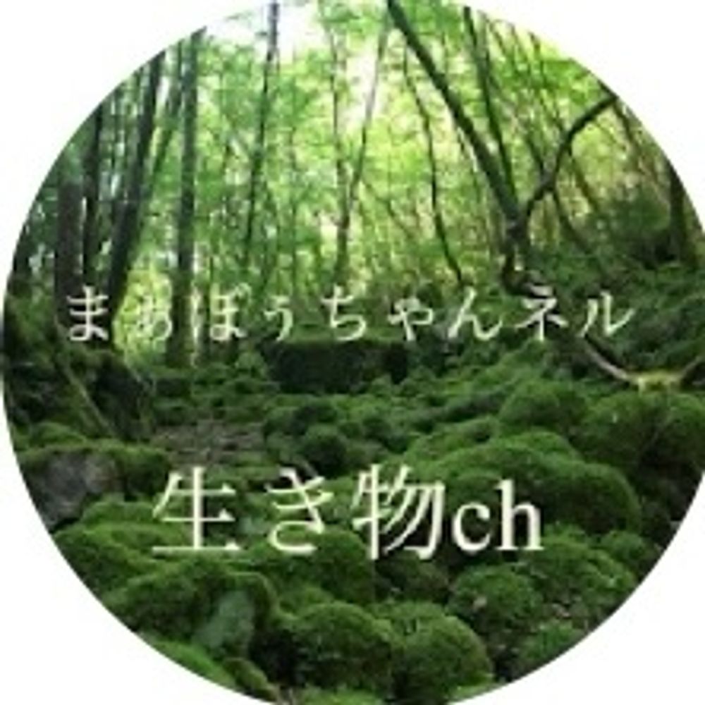 まぁぼぅ