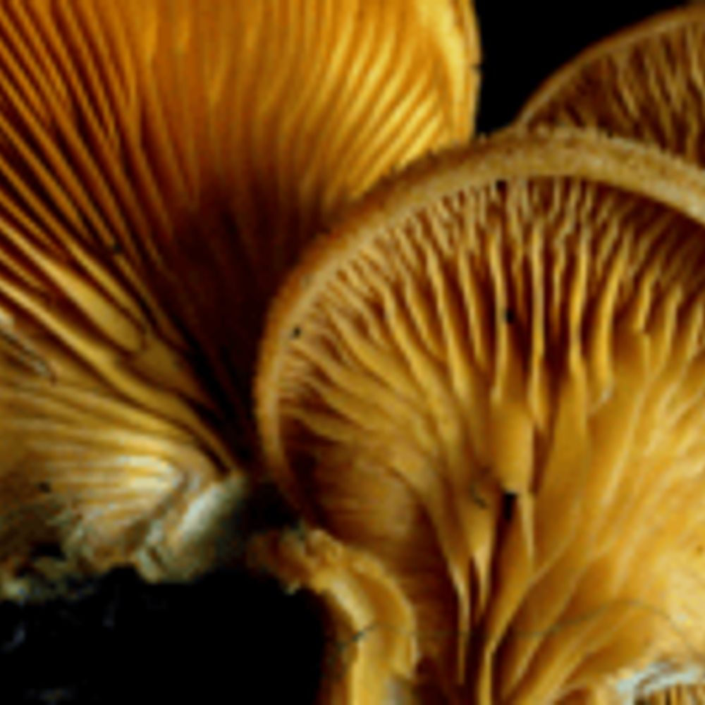 mushroom wrangler 