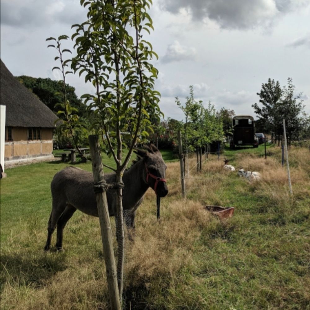 Unsteadydonkey
