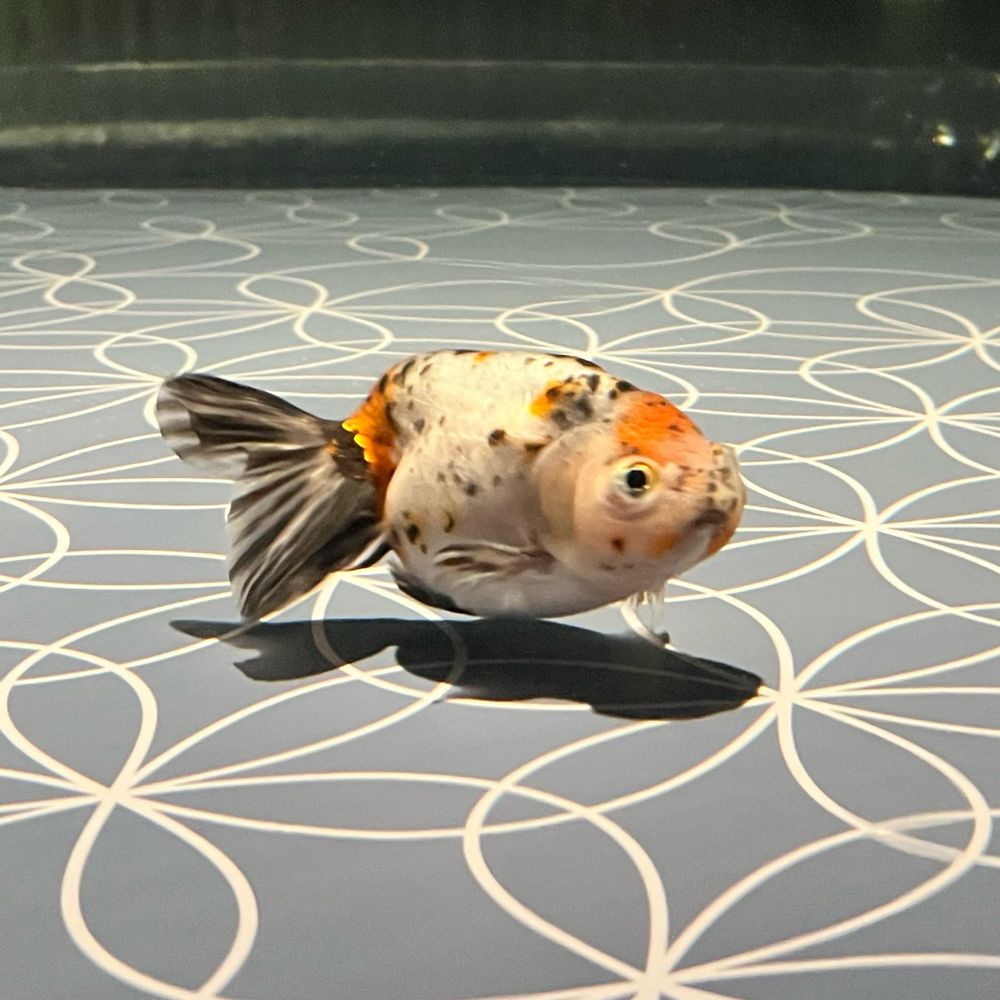 タナカマサミ