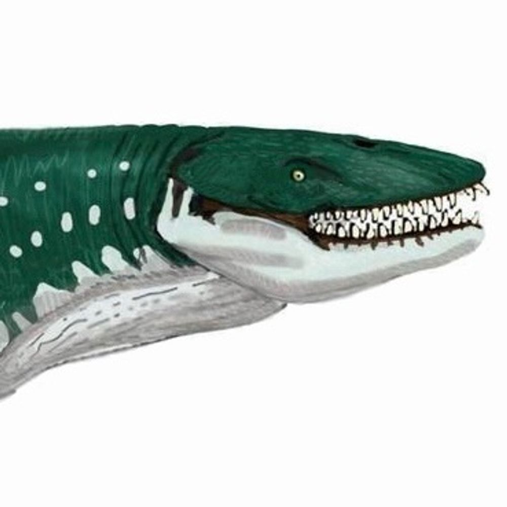 Cranky Prognathodon 