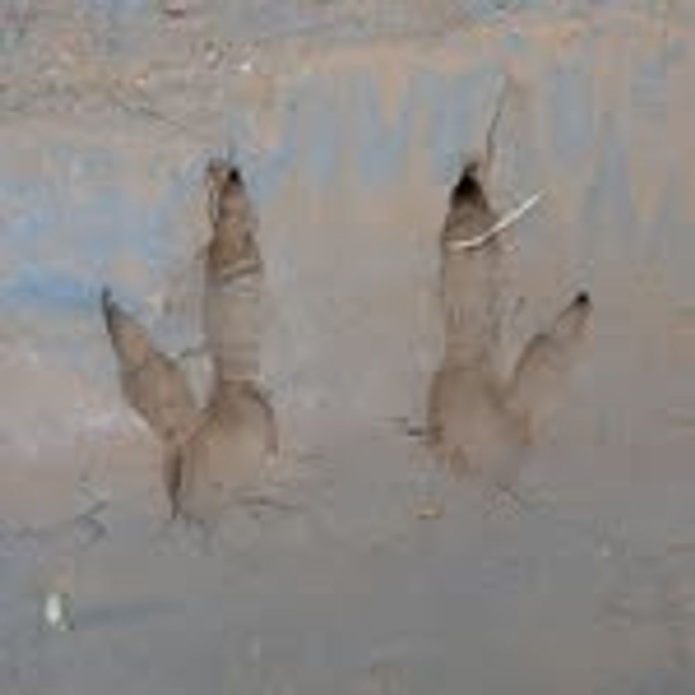Waddenroo