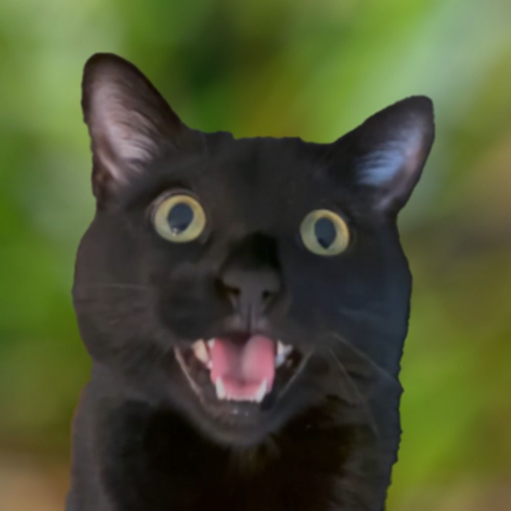 Kristofur Cat