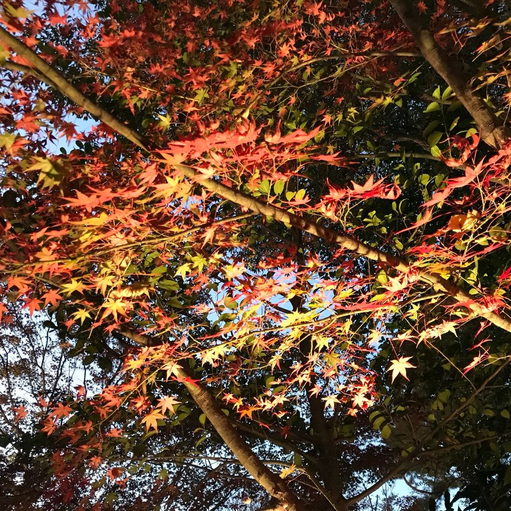 キムラ米