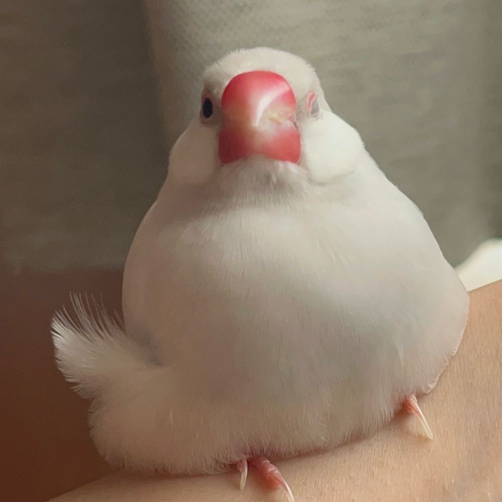 ぽてさら
