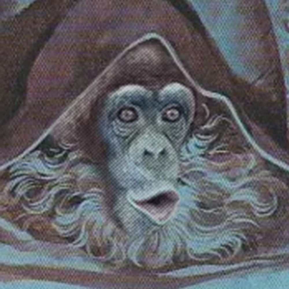 pongo