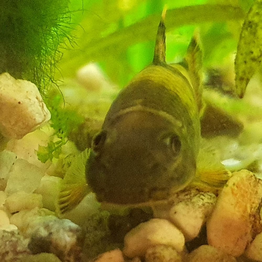 Lismargur