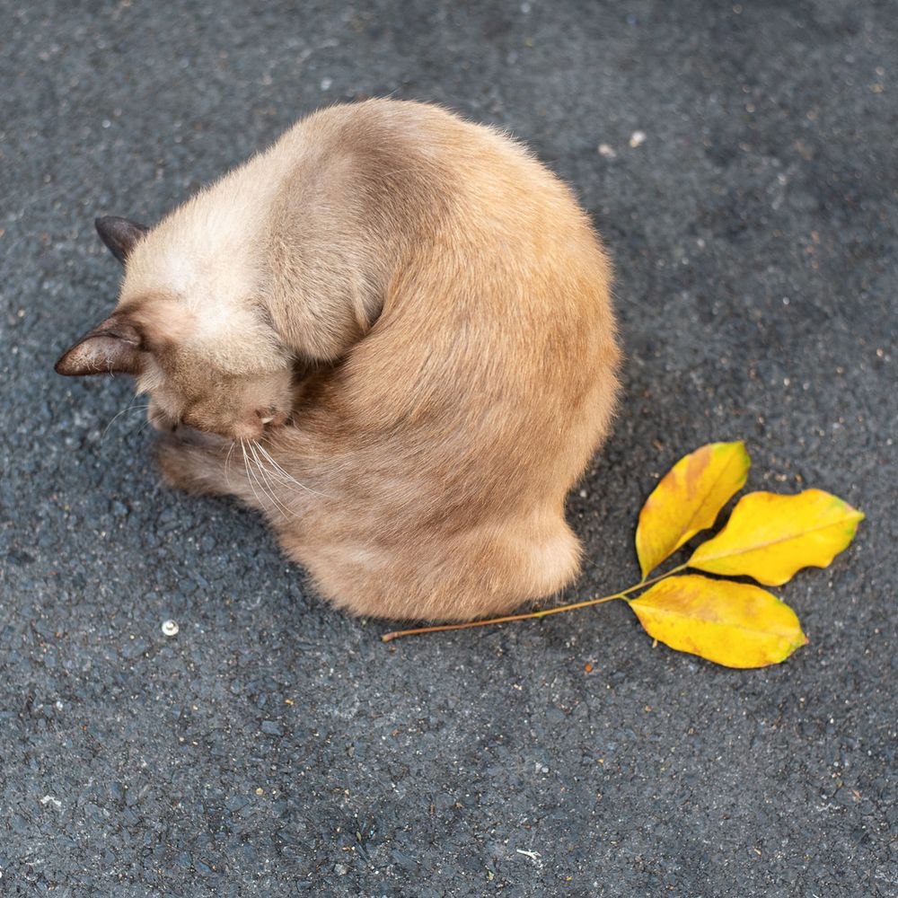 Catspotter