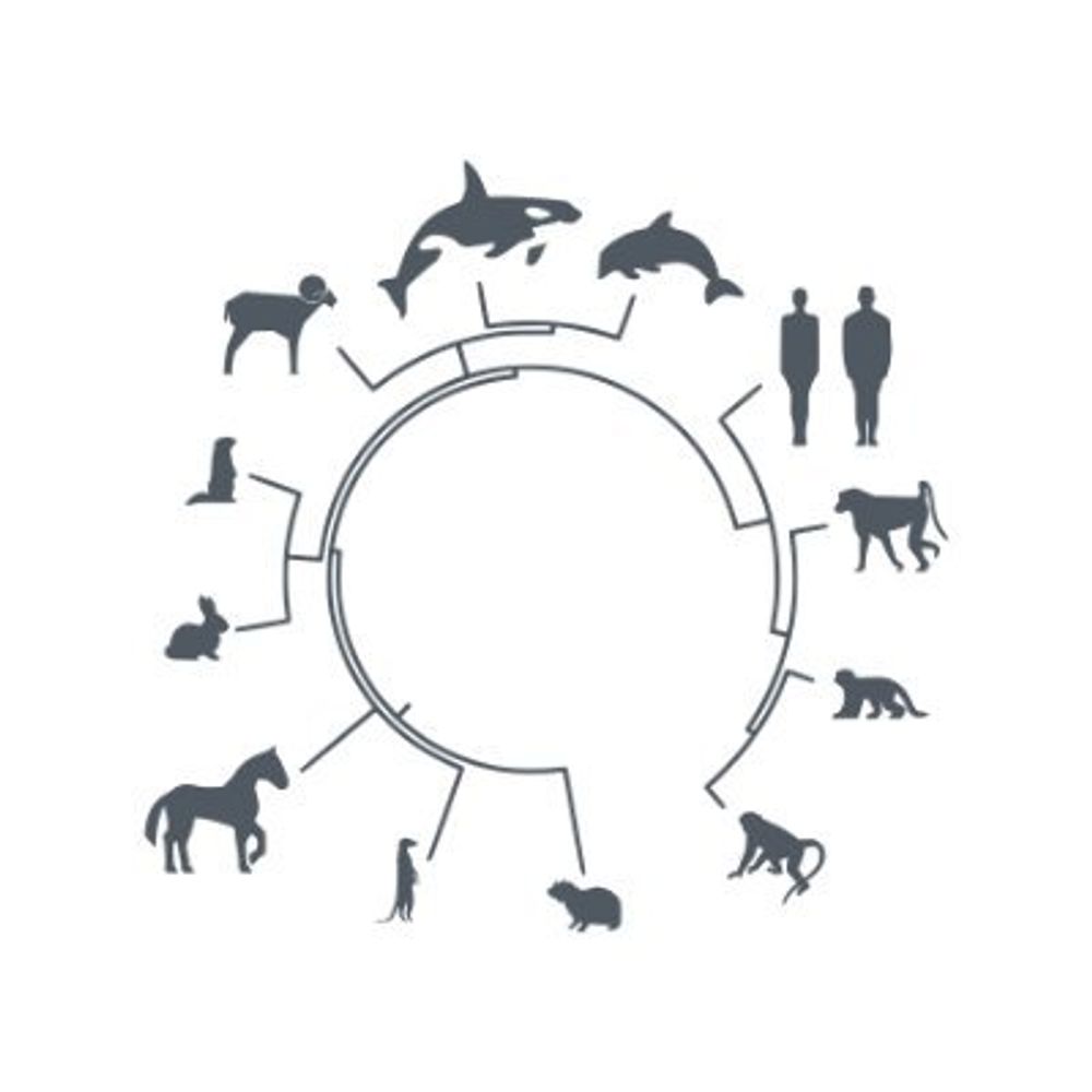Animal Models for Social Dimensions of Health and Aging Network