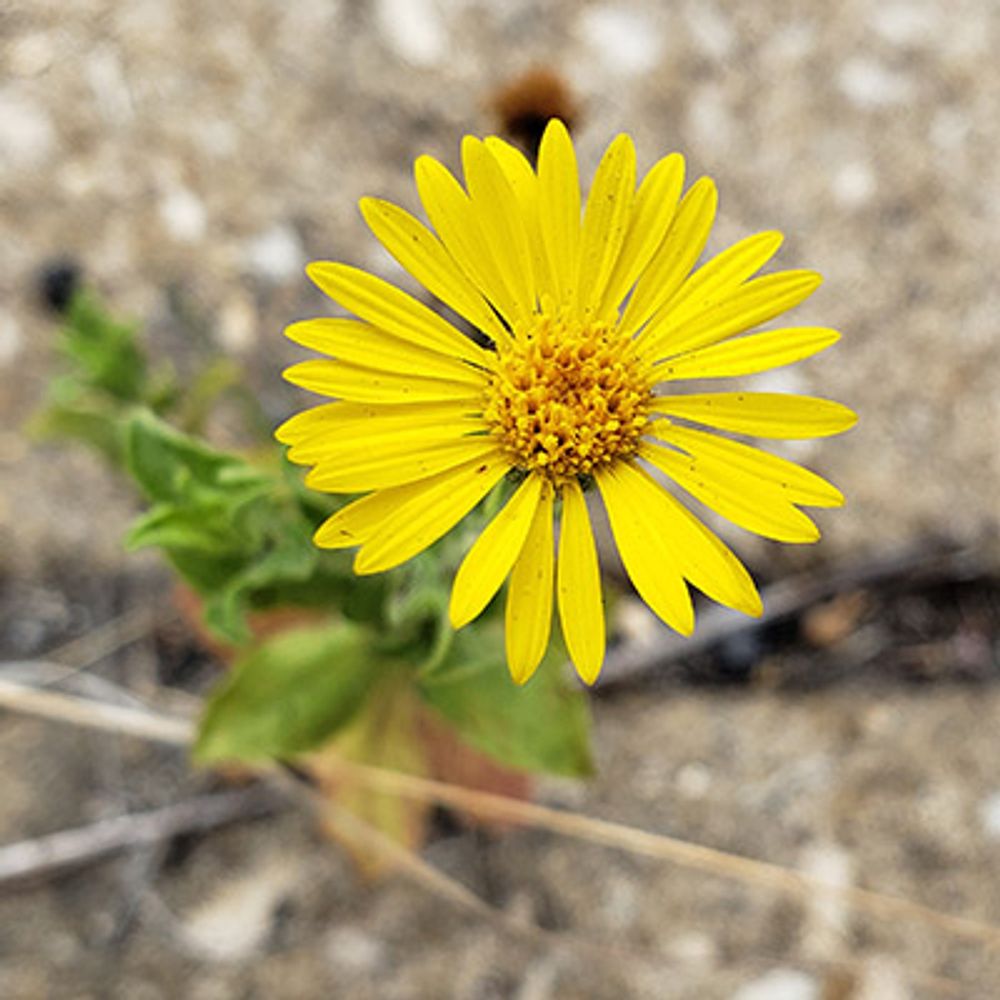 Concrete Botany