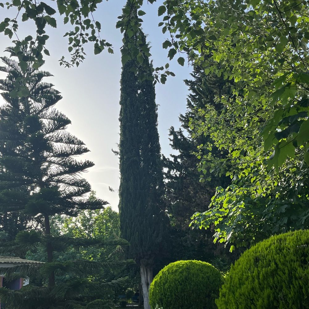 Azadeh Jalali