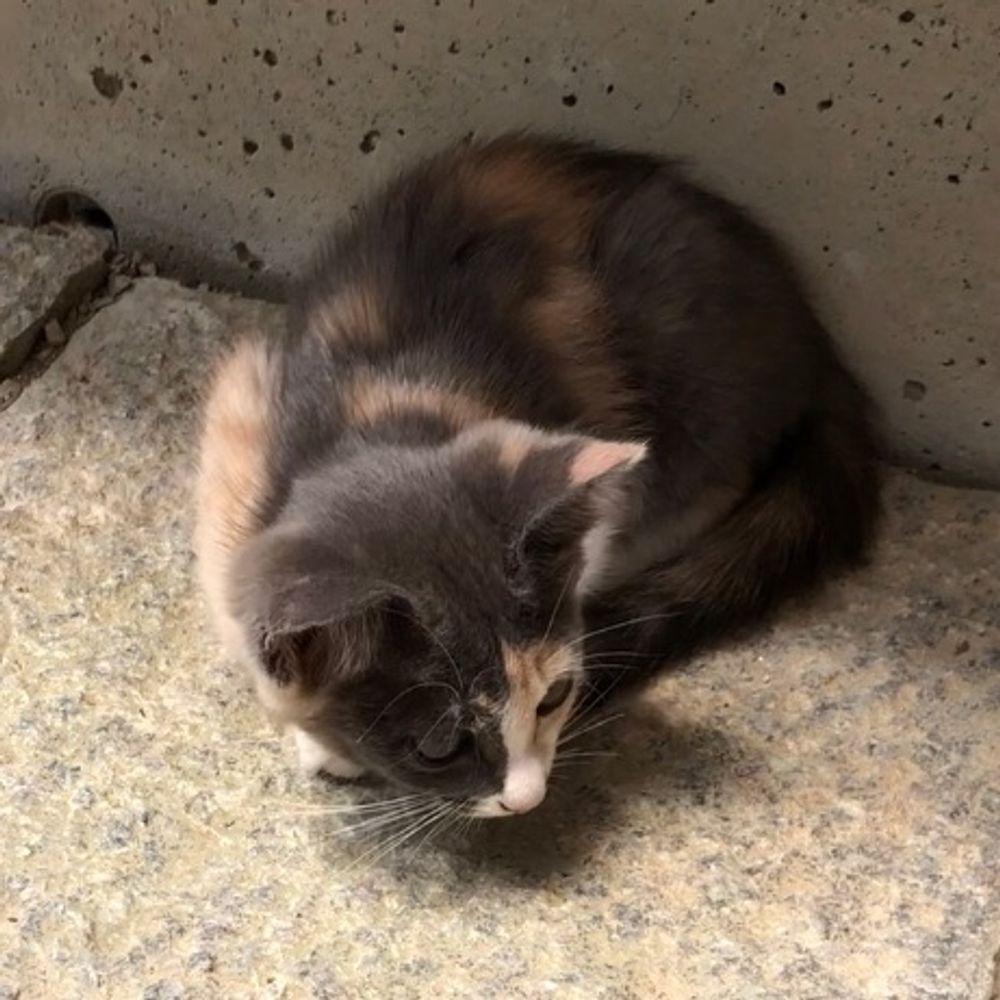 たまごライス