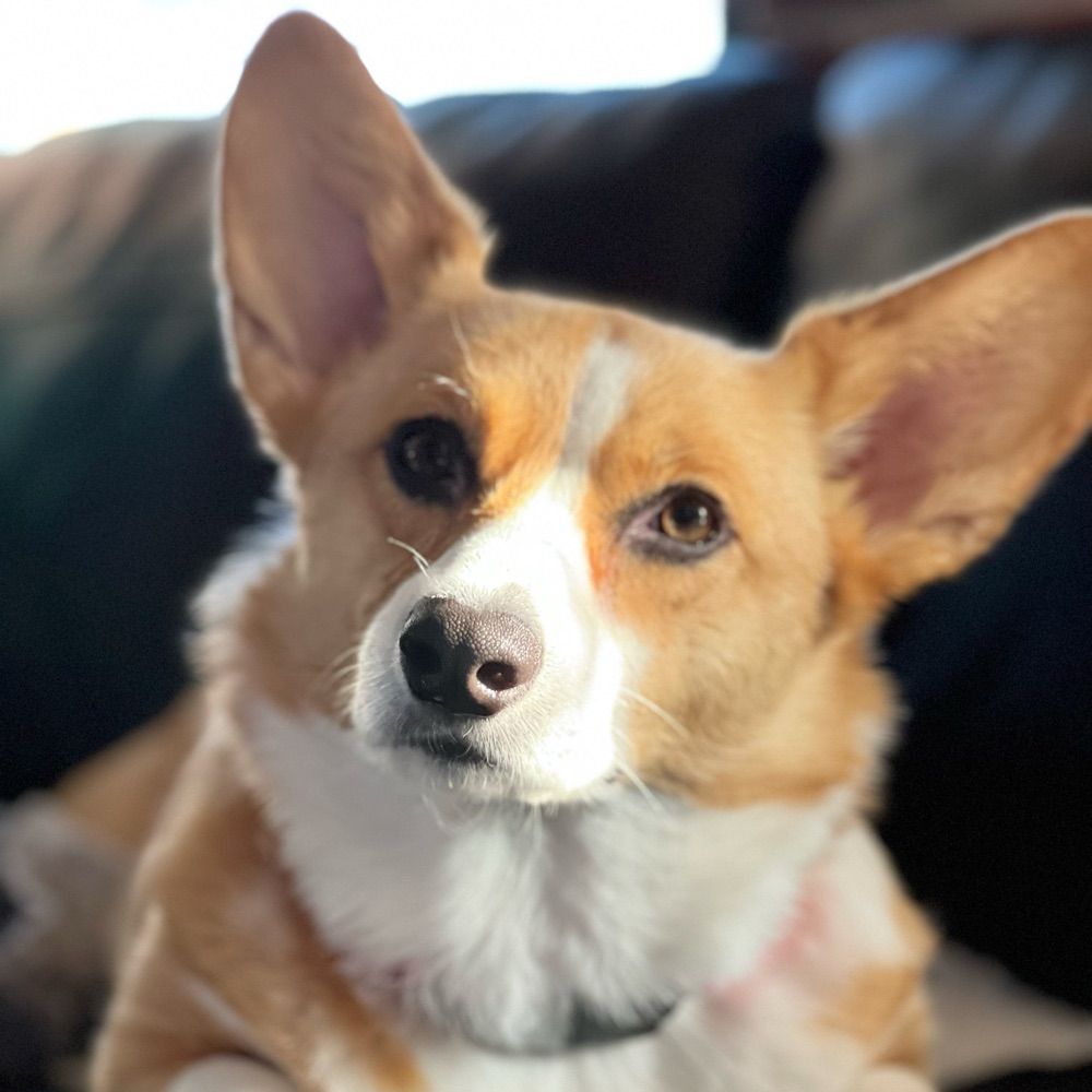 Cherry 🍒 the Corgi