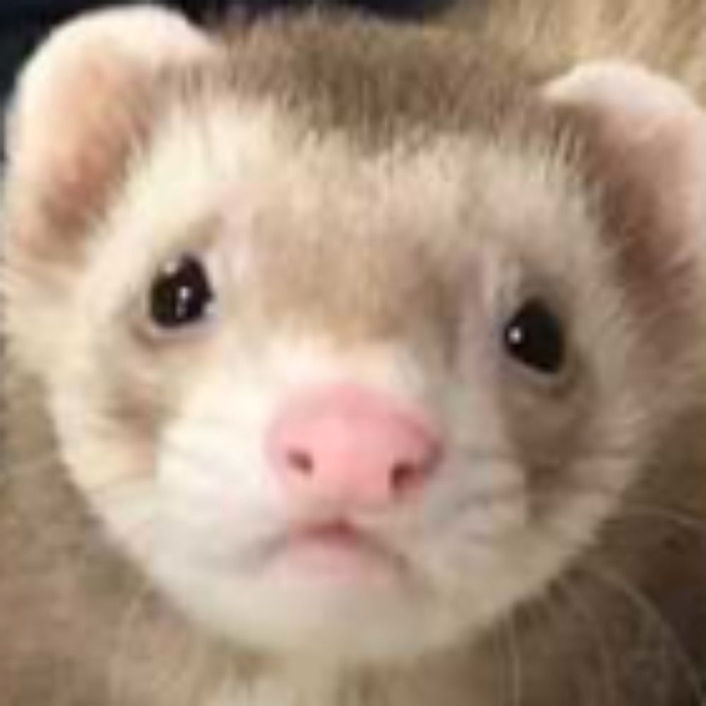 岡崎ふぇーちゃんず