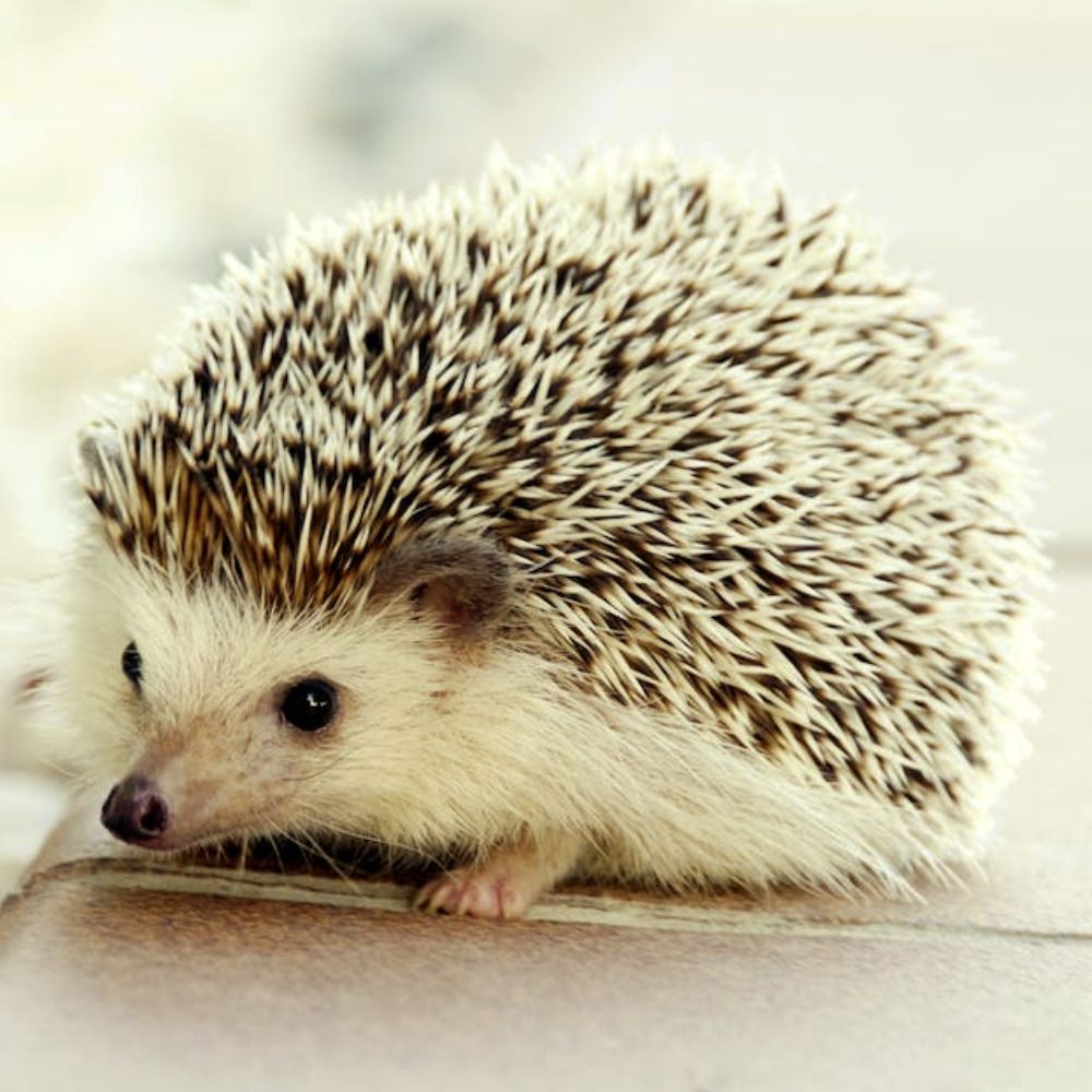 Grumpy Hedgehog