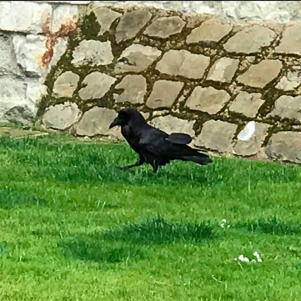 LIVE crow updates
