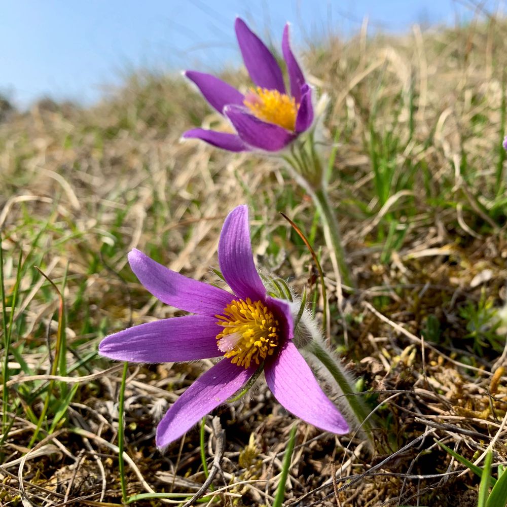 floraweb.de