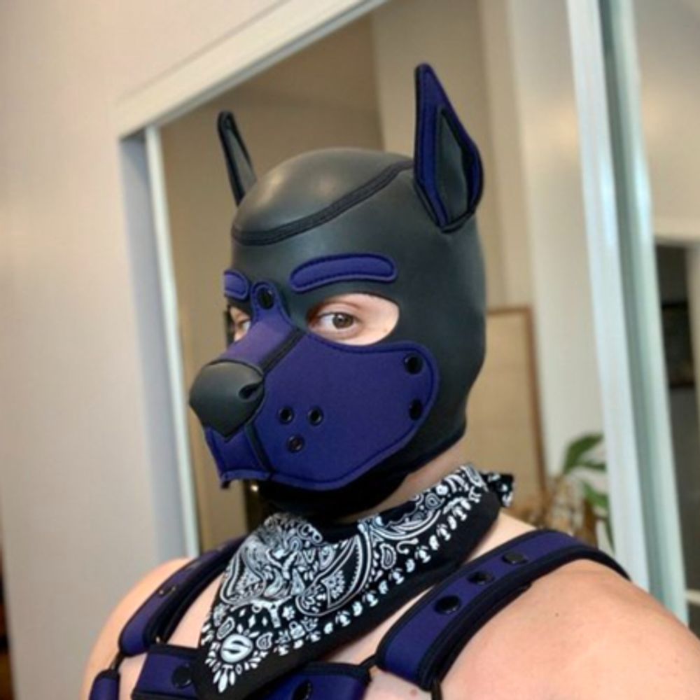 Pup Harvey
