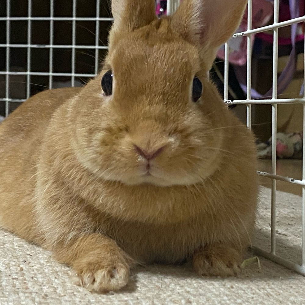 まろ