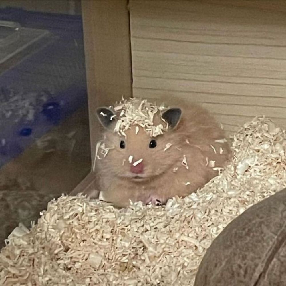 ᦈ A
