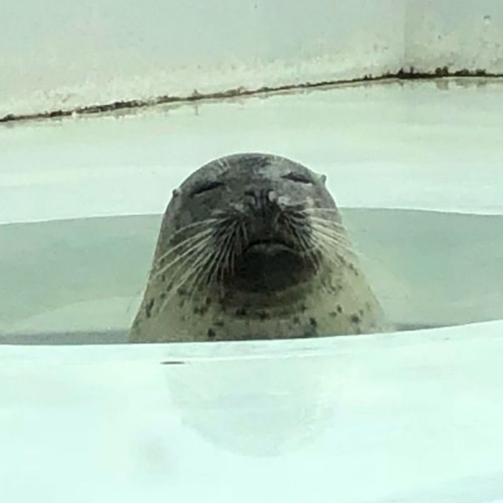 ぎんろ