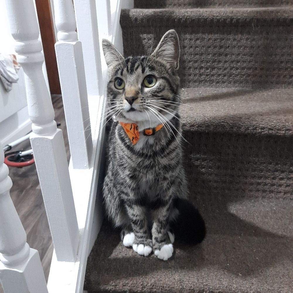 Lyca Cat