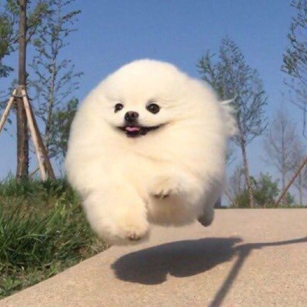 릎