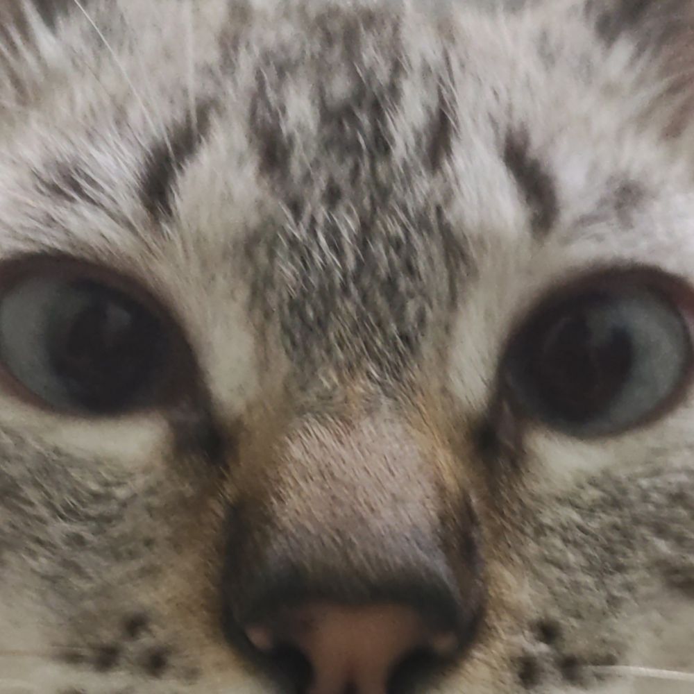 Kazu