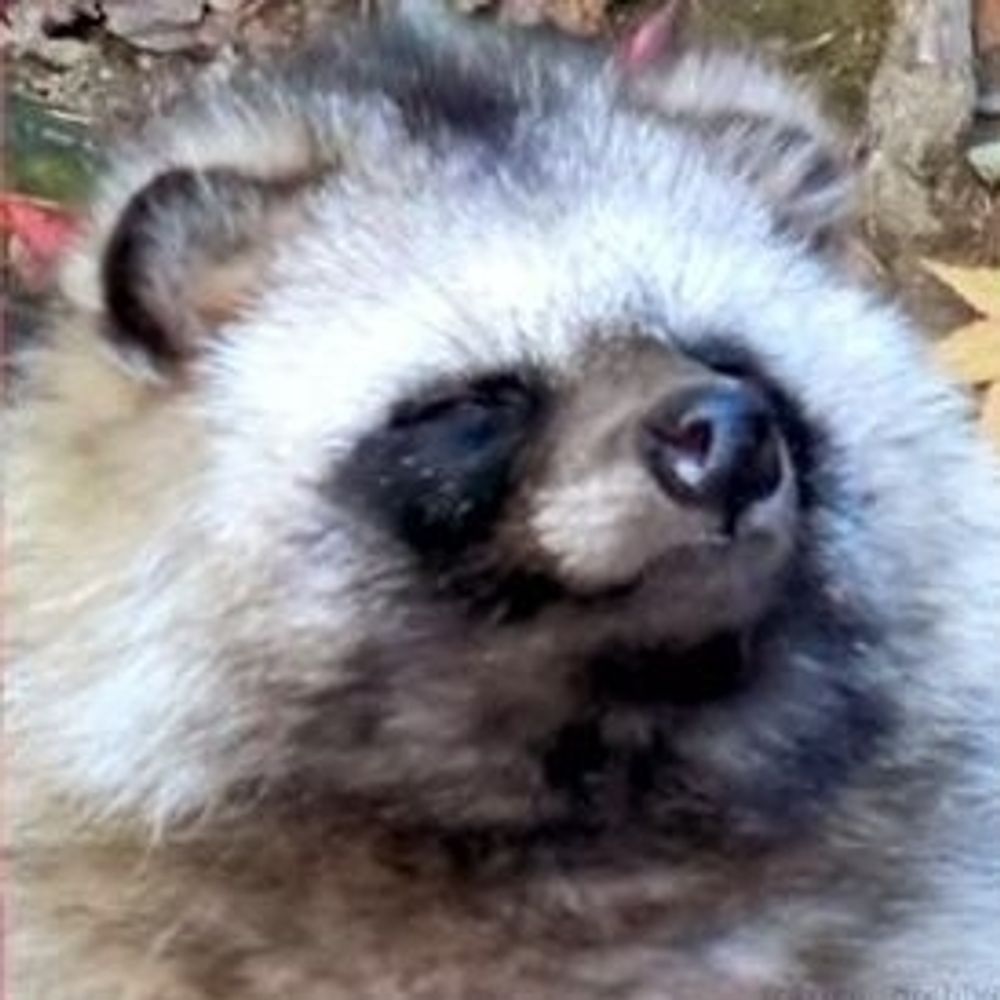 クマハチ