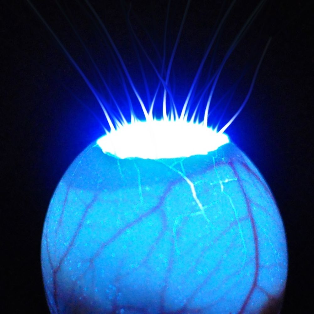 Mehle Lab