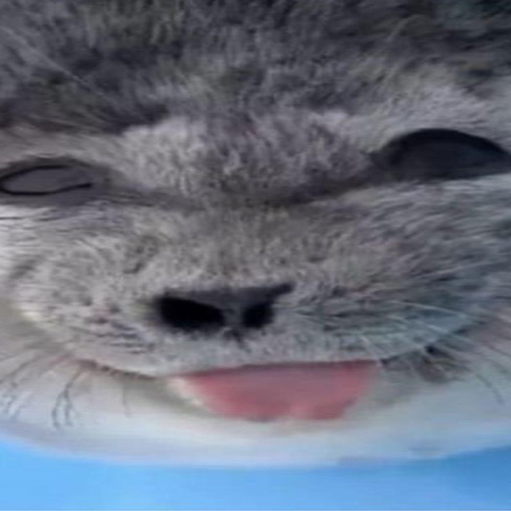 DimeJeff