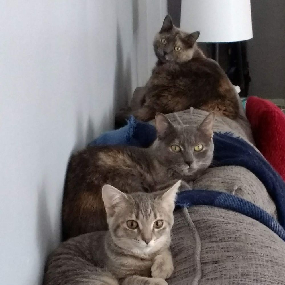 Stray Kittens