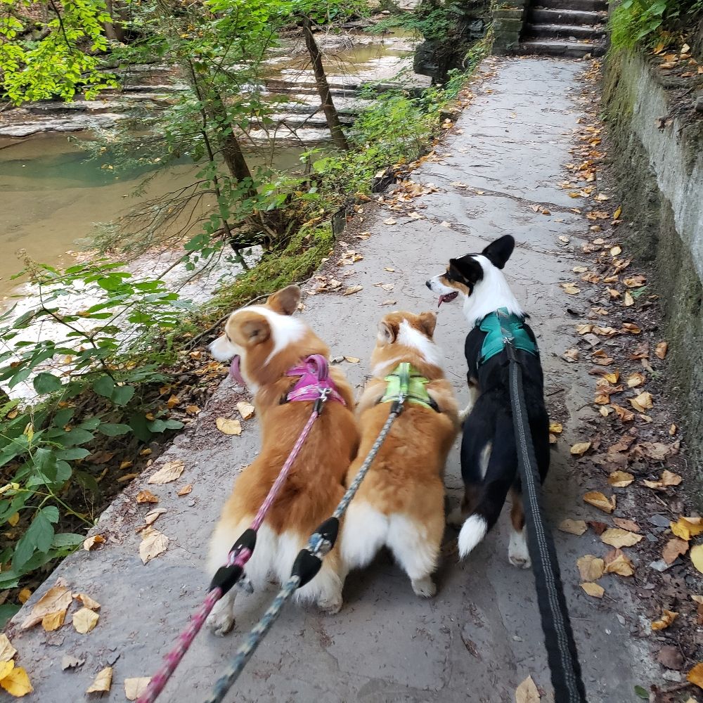 Corgi Trio