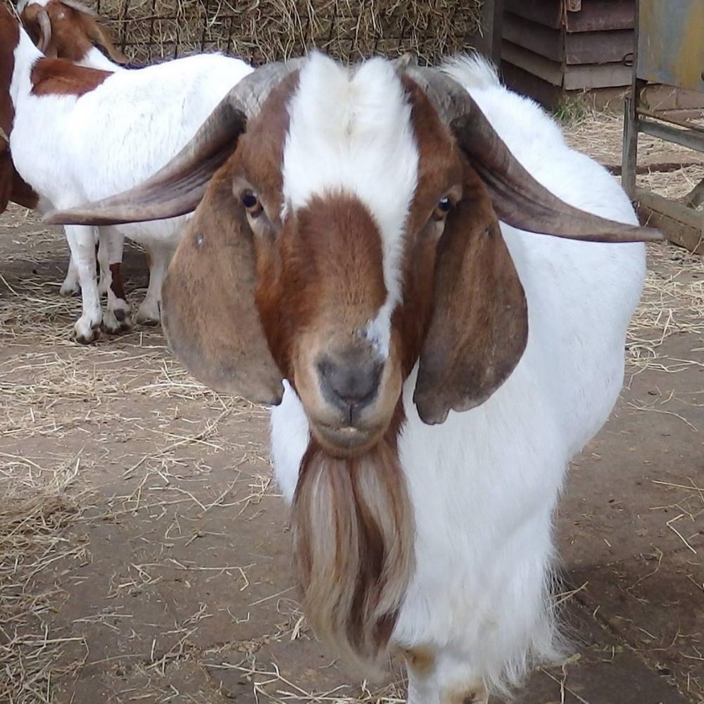 Buttercups Sanctuary For Goats