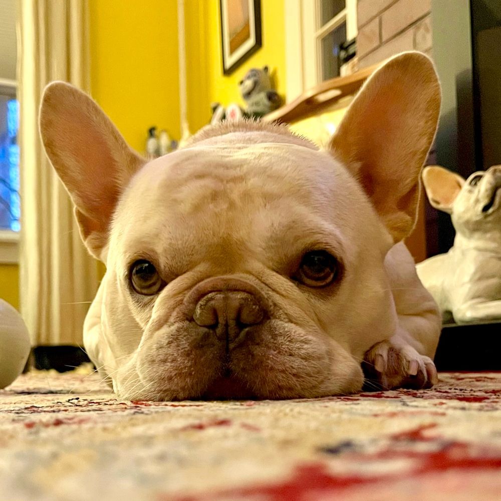 bodhibulldog.bsky.social profile picture