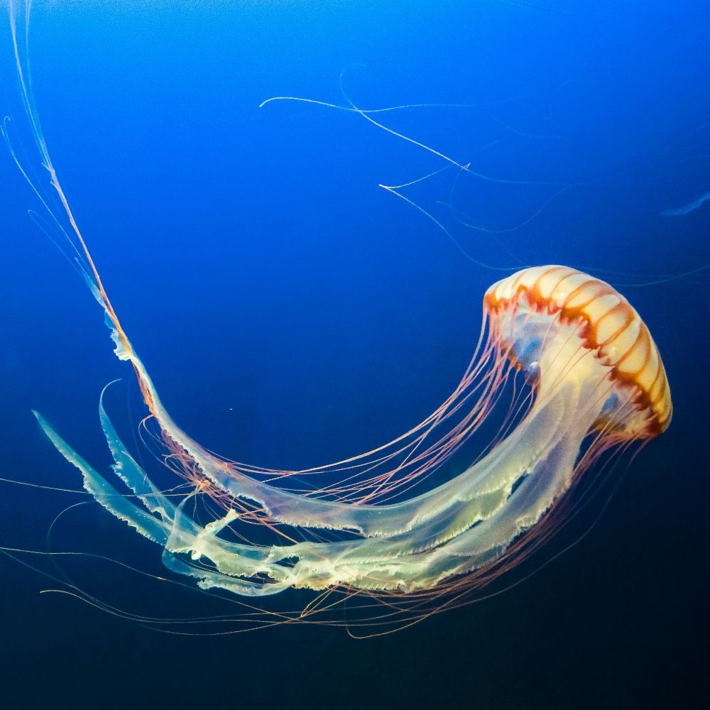 Fast Jellyfish