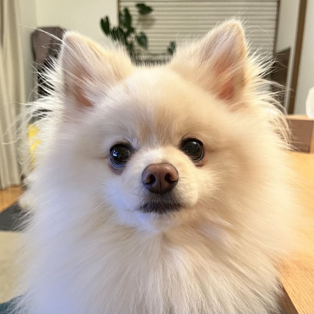 よーでん