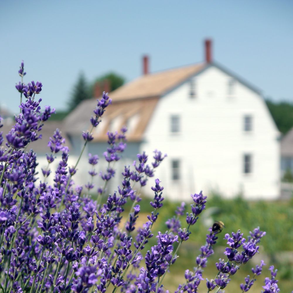 Sabbathday Lake Shaker Village