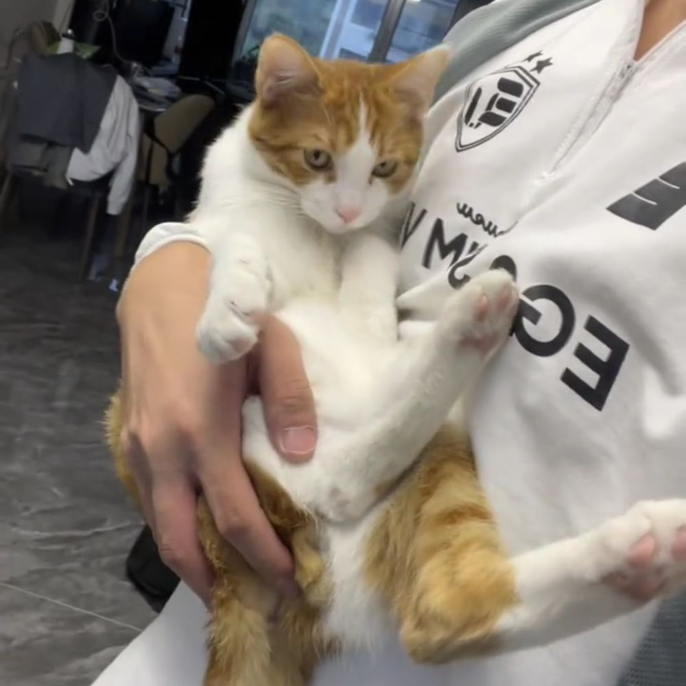 阿辰