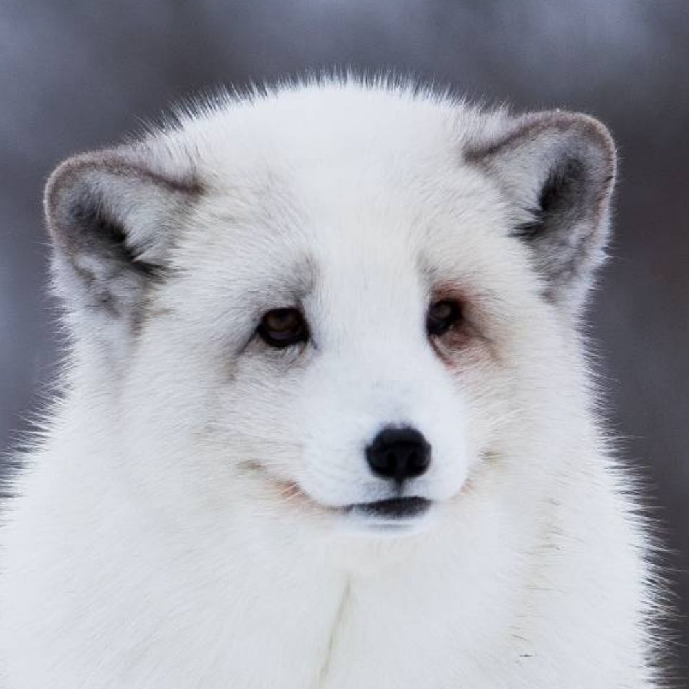 Xihund