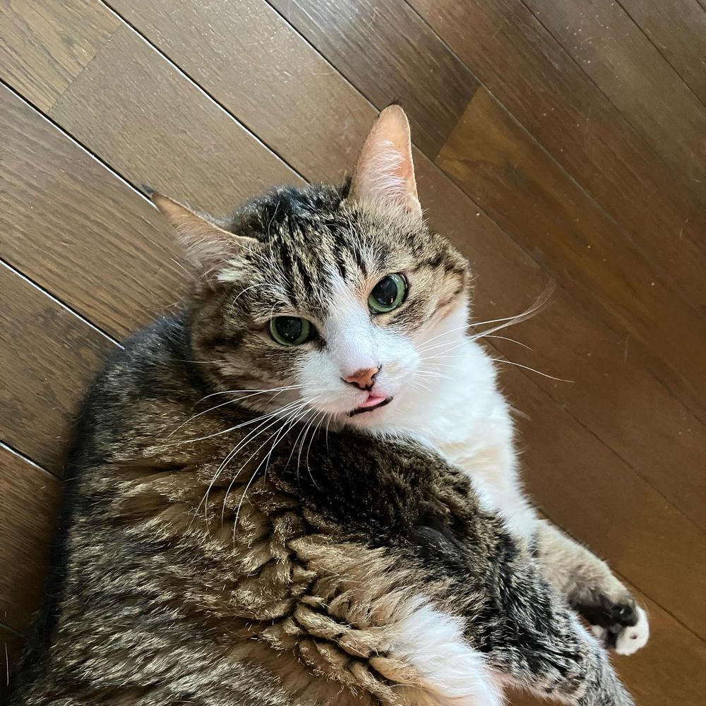 猫太郎🍉